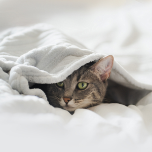 Why Is Your Cat Always Hiding? Understanding Feline Behavior