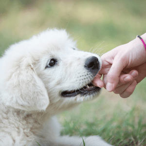 Does Your Puppy Keep Biting? How to Teach Gentle Play