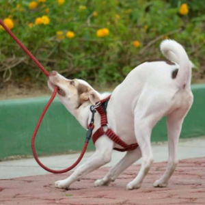 Tired of Pulling on Walks? Best Tools for a Calm Dog Walk