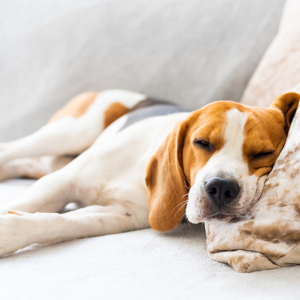 Worried About Your Dogâs Anxiety? Simple Tricks to Keep Them Calm