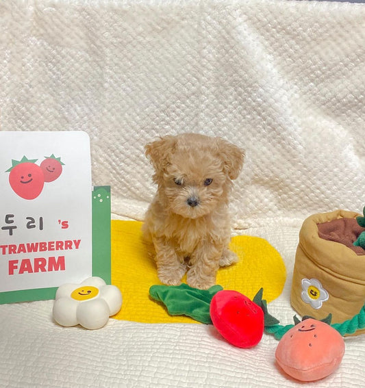 BerryPot™ – Sniff & Pull Dog Treat Toy Product information: Product category: Tibetan food toys Material: plush Product name: Strawberry potted plant set toy Size information: Packing list : Pet hidden food toys*1 Product picture: Dog Toys