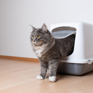 Does Your Cat Ignore Their Litter Box? Solutions for a Cleaner Home