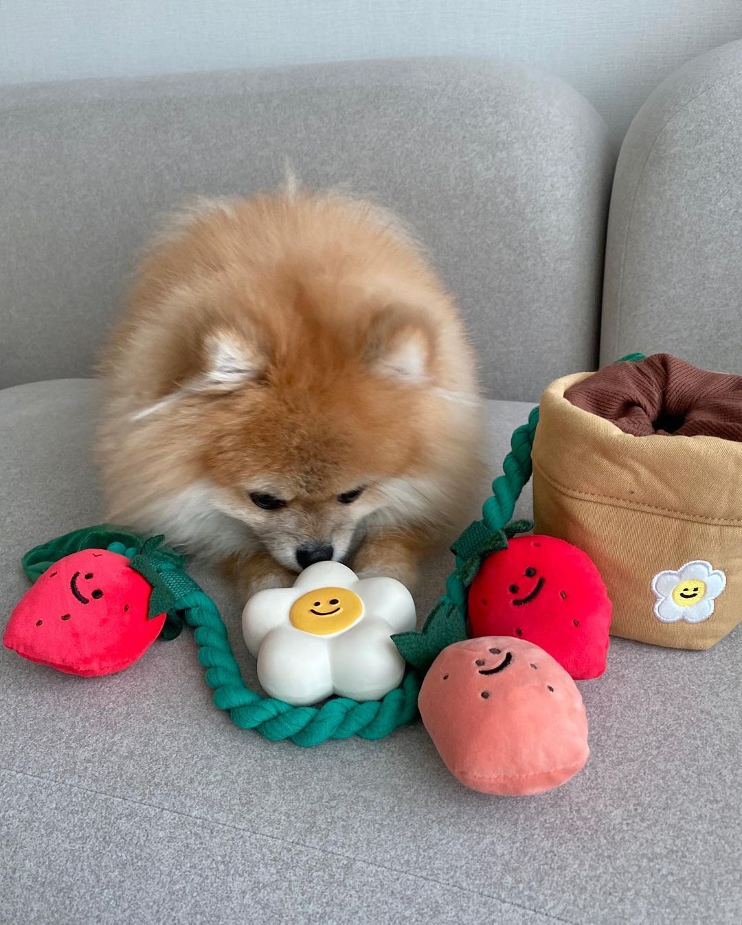 BerryPot™ – Sniff & Pull Dog Treat Toy Product information: Product category: Tibetan food toys Material: plush Product name: Strawberry potted plant set toy Size information: Packing list : Pet hidden food toys*1 Product picture: Dog Toys