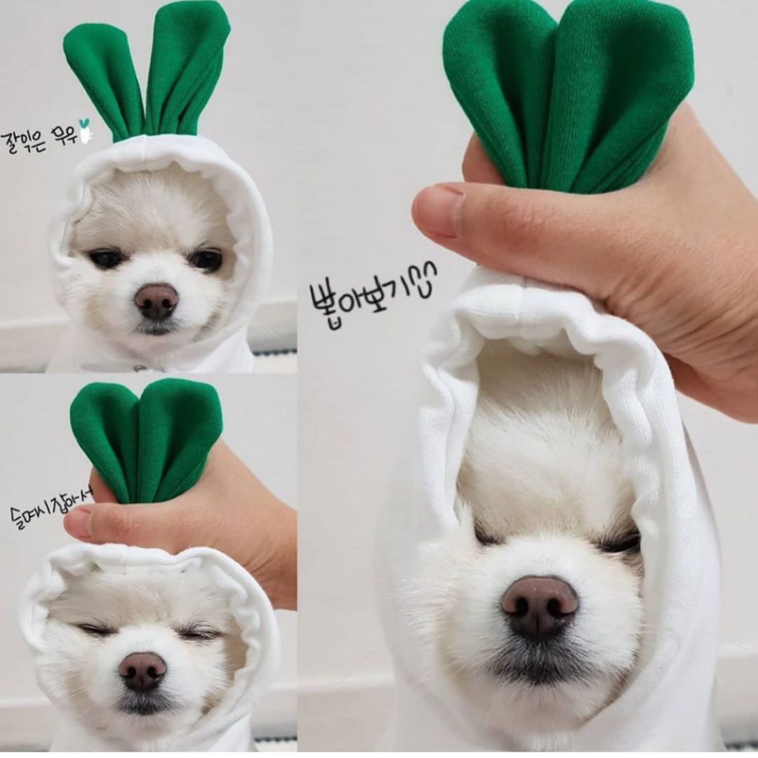 Winter Fleece Pet Hoodie – Adorable Fruit Design for Small Breeds Overview: 1. The material is soft and comfortable, enough to keep warm so that your pet looks more attractive and stylish! 2. Fruit design to make your puppy more cute, which will help redu