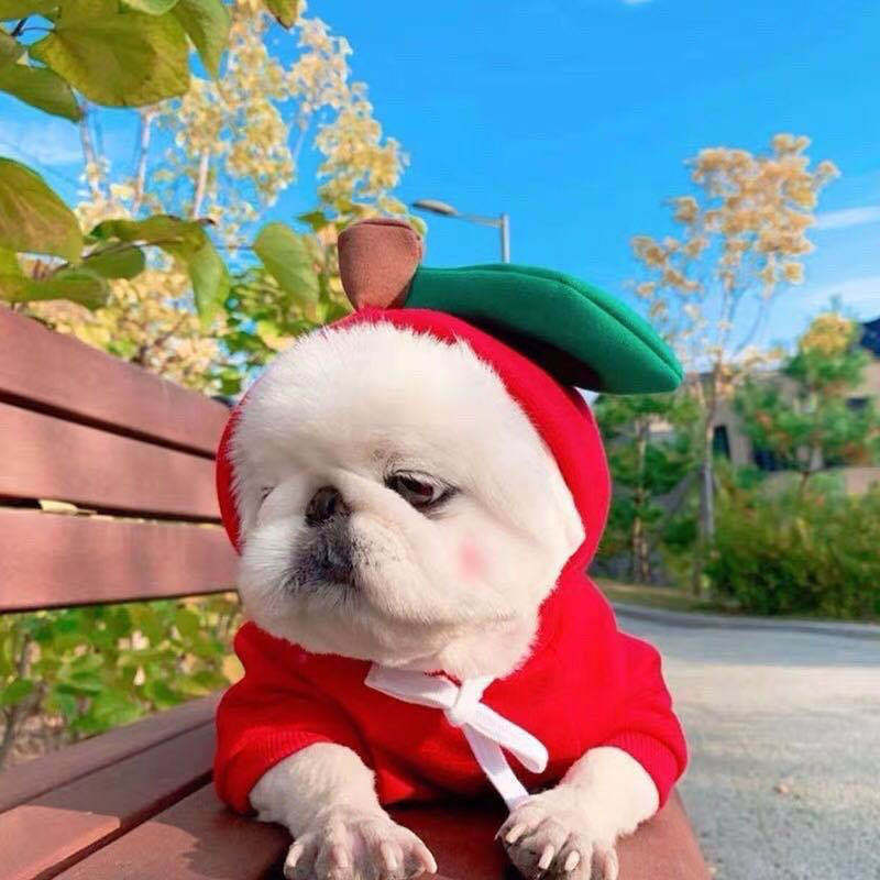Winter Fleece Pet Hoodie – Adorable Fruit Design for Small Breeds Overview: 1. The material is soft and comfortable, enough to keep warm so that your pet looks more attractive and stylish! 2. Fruit design to make your puppy more cute, which will help redu