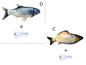 Simulated Flopping Fish – Fun Electric Toy for Cats (Catnip-Free) Overview: 1. With high quality material, this ornament is durable and not easy to damage. 2. This toy does not contain toxic and harmful things and materials, and it is healthy and safe for