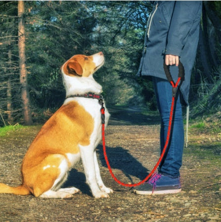 PacePup Overview: - Foam handle, experience walking dog easily - Sewing with herringbone car encryption needle, more robust and safe to walk the dog - Encrypted imitation nylon reflective anti-skid handle - Electrophoresis black hooks are made of zinc all