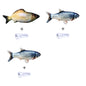 Simulated Flopping Fish – Fun Electric Toy for Cats (Catnip-Free) Overview: 1. With high quality material, this ornament is durable and not easy to damage. 2. This toy does not contain toxic and harmful things and materials, and it is healthy and safe for