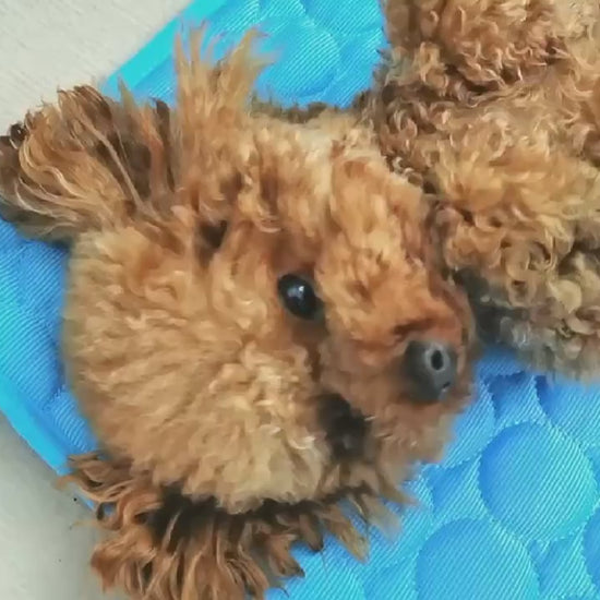 Cooling Ice Silk Pet Bed – Summer Nest for Dogs & Cats Overview: 1. Cool, comfortable, durable and pet-friendly 2. Provide instant cooling effect 3. Suitable for pets of all sizes 4. Use this simple and effective pet cooling pad to help your pet withstand