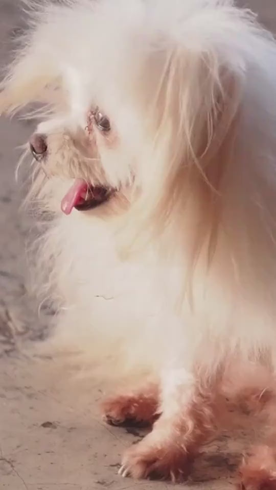 FurTrim™ 2-in-1 Groomer Product information: Applicable object: Dog Specifications: Australian standard (neakasa/neabot random) 230V, British Standard (neakasa/neabot random) 220V, American Standard (neakasa/neabot random) 120V, European standard (neakasa