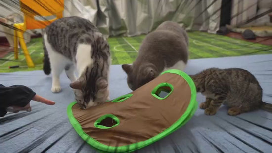 PawMaze Overview: 1. Designed with a ball and mouse tucked away inside, the nine-hole interactive cat toys increase your cat's curiosity, it will have a lot of fun poking at the mouse & ball inside. Great for multiple cats 2. These cat toys will also stim