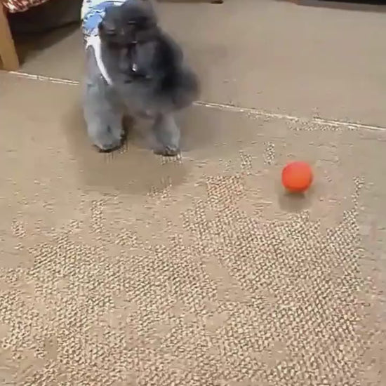 JumpGlow Bouncy Rubber Dog Ball – Durable, Colorful & Chew-Resistant Keep your dog active, happy, and healthy with this high-bounce rubber dog ball—specially designed for hours of fun and interactive play. Whether it’s fetch, chew time, or solo bouncing e